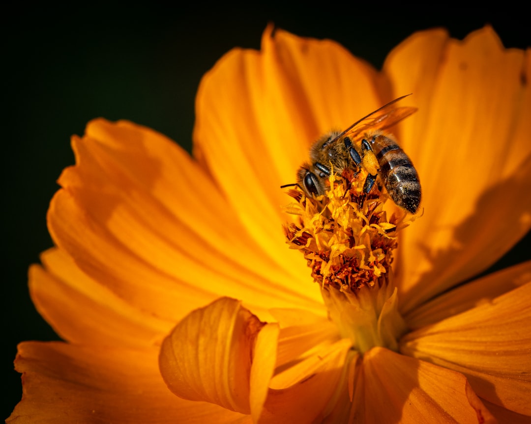 Pollen