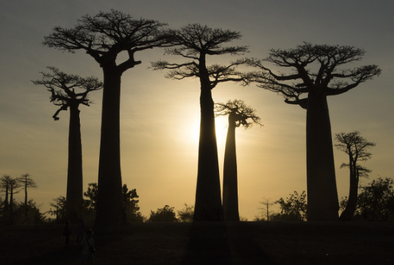 바오밥나무가 들려주는 놀라운 생태와 삶의 흔적