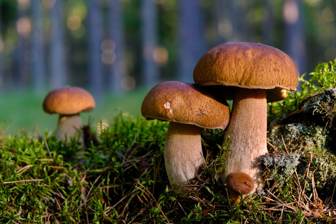 Mushroom