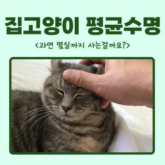 집고양이 vs 길고양이 평균 수명 차이 심층 분석_24