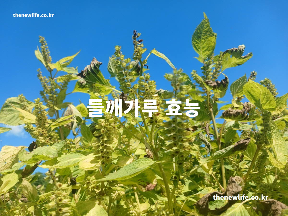 들깨가루 효능 대표 실사진
