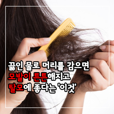 천궁 효능과 부작용 및 먹는 법