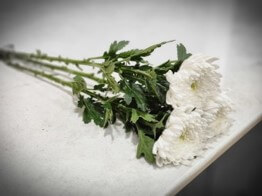 근조-국화-세송이-장례식장