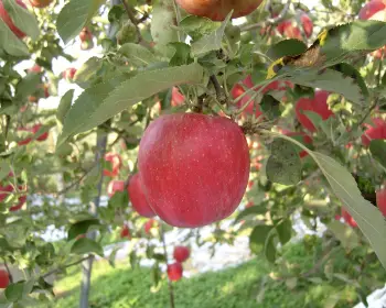 문경 사과축제_23