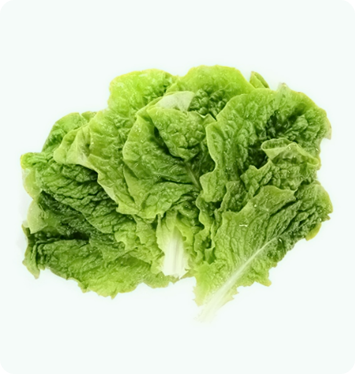 상추 파종시기-재배방법