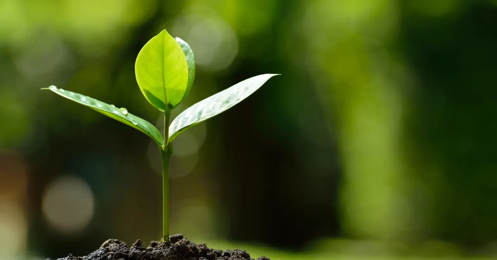 사진으로 식물이름찾기