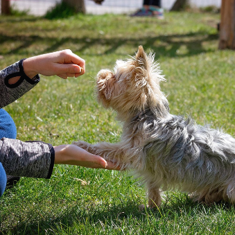 한 손에 간식을 쥐고 있는 사람의 다른 한 손에 앞발을 올리는 강아지
