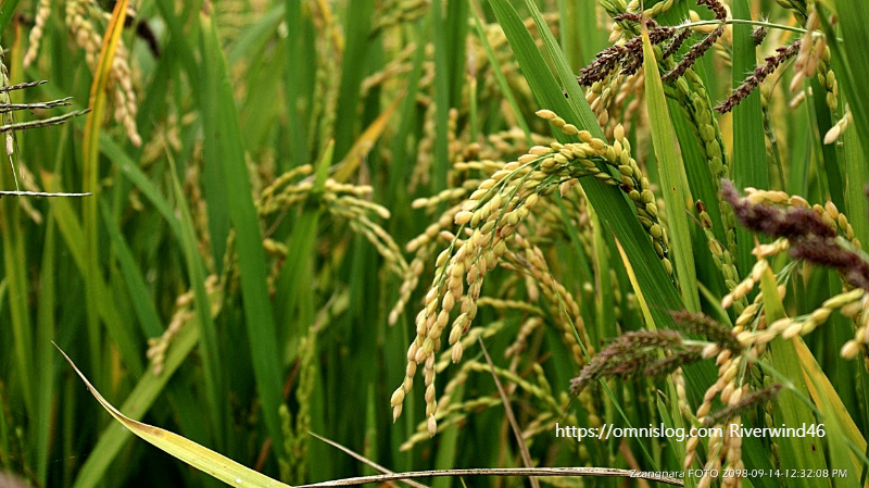 벼이삭