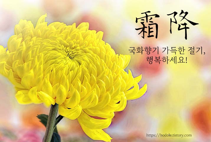 국화향기-가득한-절기-이미지