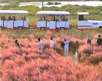 장성 황룡강 가을꽃축제_8