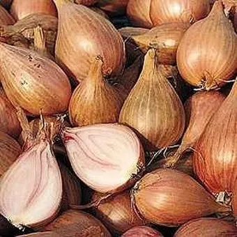 샬롯 재배 모종 씨쪽 나누기 건조 저장 병해 예방_32