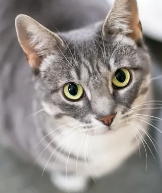 고양이가 살이 찌면 왜 안 좋은지&#44; 주인이 해야 할 체중 관리