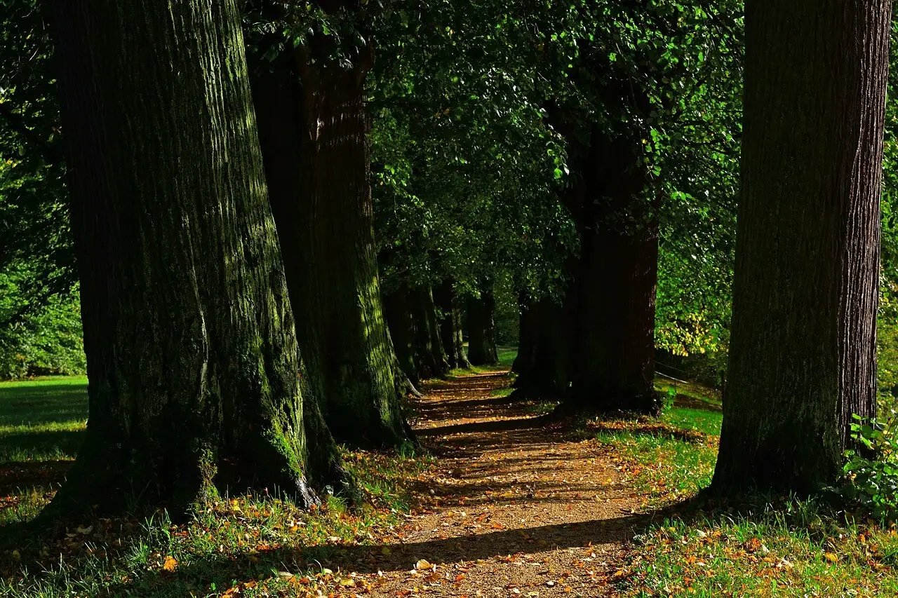 숲나들e 취소표 알림 & 잔여석 대기, 고수들의 예약 비법