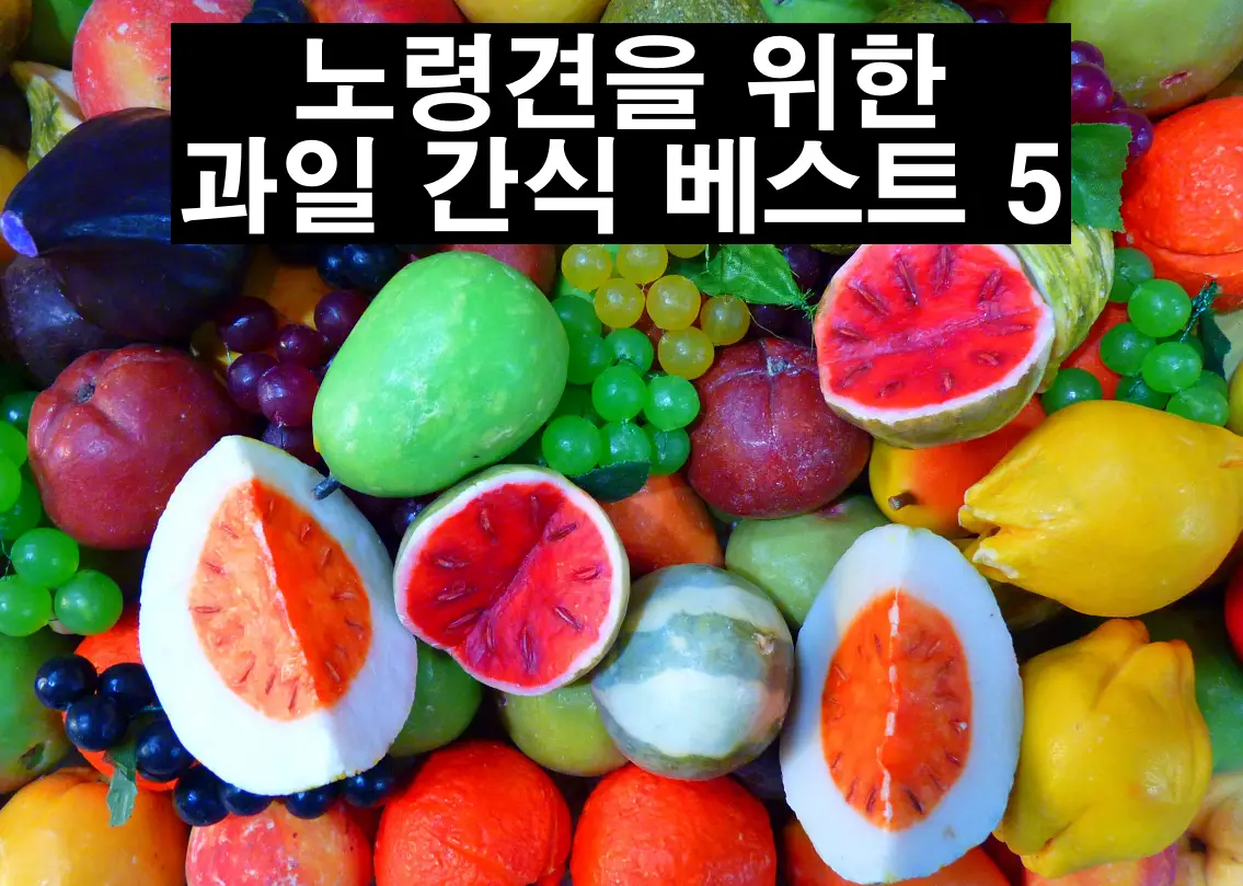 노령견의 건강을 위한 과일 간식 베스트 5