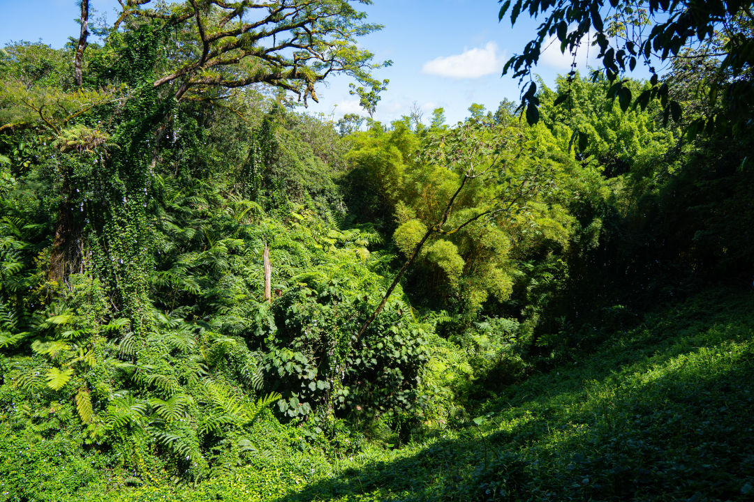 아카카 폭포 열대우림