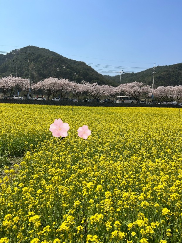 삼척 맹방 벚꽃길