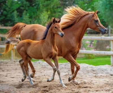 2026년 병오년 신년운세 무료로 보는법