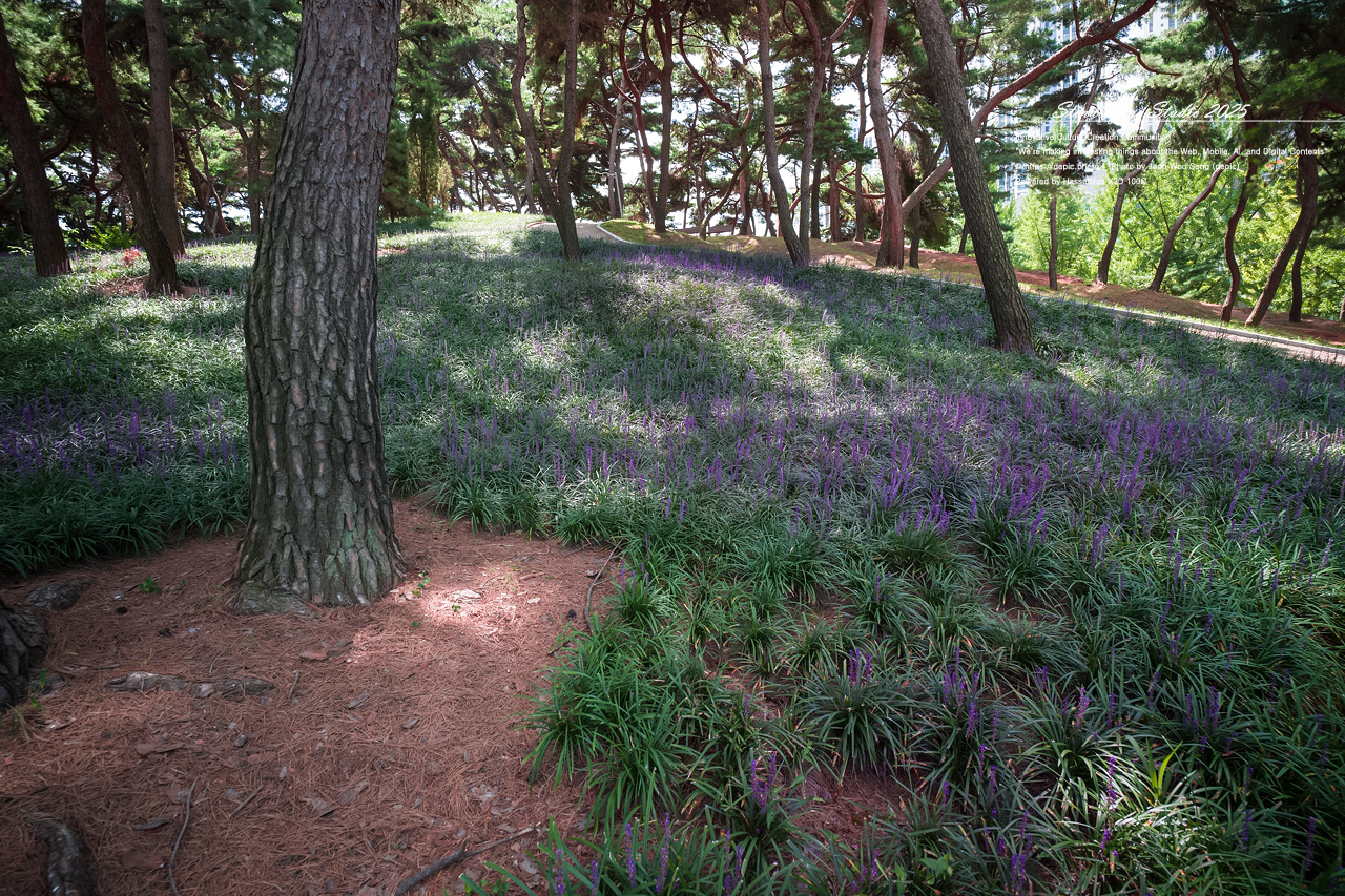 #청주 #솔밭공원 #맥문동 #공원