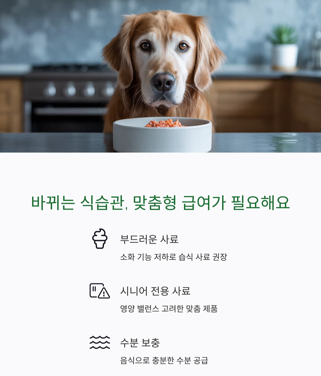 시니어 반려동물과 건강하게 오래 함께하는 방법