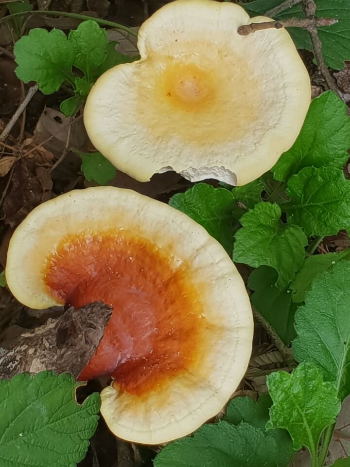 영지버섯-썸네일