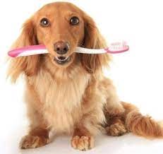 강아지가 칫솔을 물고있는 모습