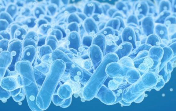 BNR17유산균-비에날씬