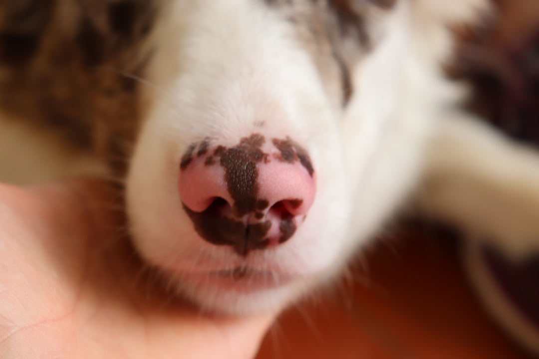 Dog dental care
