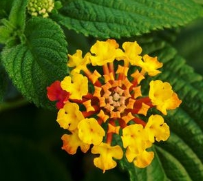 가을에 피는 꽃 란타나