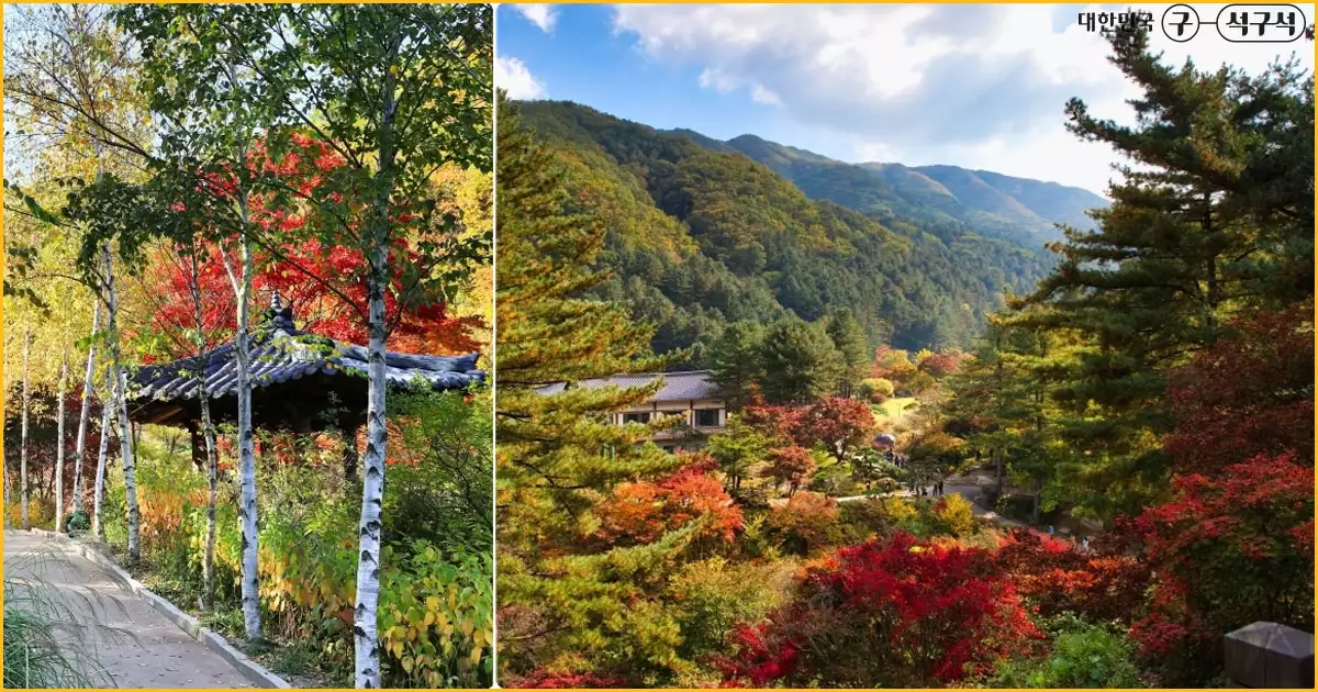 아침고요수목원 가을단풍