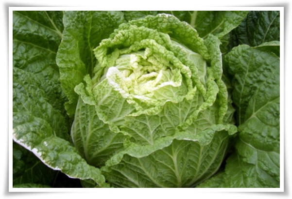 텃밭 "8월, 김장 배추 심으세요!" 올 가을 김장은 지금부터!