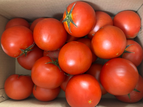 여름 제철 토마토 효능과 보관하는 방법