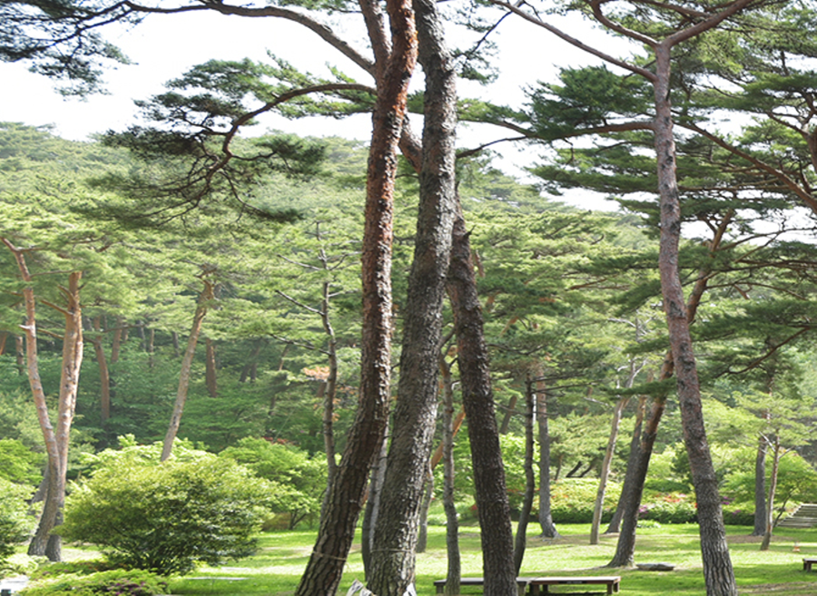 안면도 자연휴양림