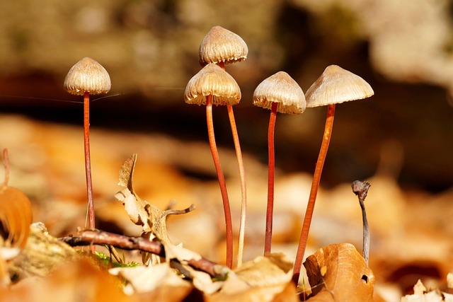 진균학에서 진균의 정의와 생물학적 특징: 박테리아와 비교하여 이해하기