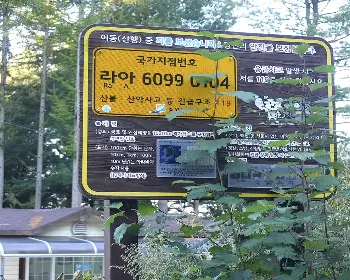 인제 자작나무숲_17