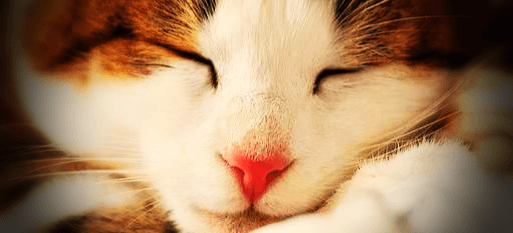 잠자는-고양이-사진