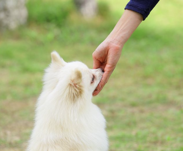 강아지와 교감하고 싶다면? 하루 10분, 반려견이 더 사랑하게 되는 놀이법 5가지