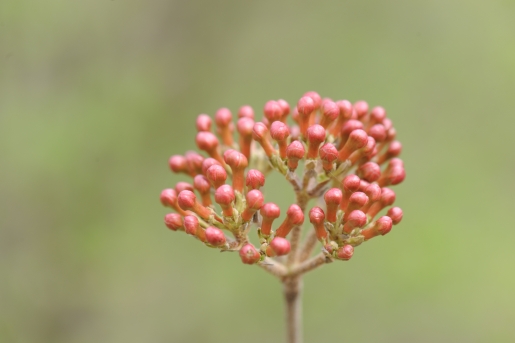 분꽃나무 열매2