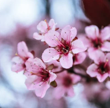 서울 벚꽃 개화시기 2025