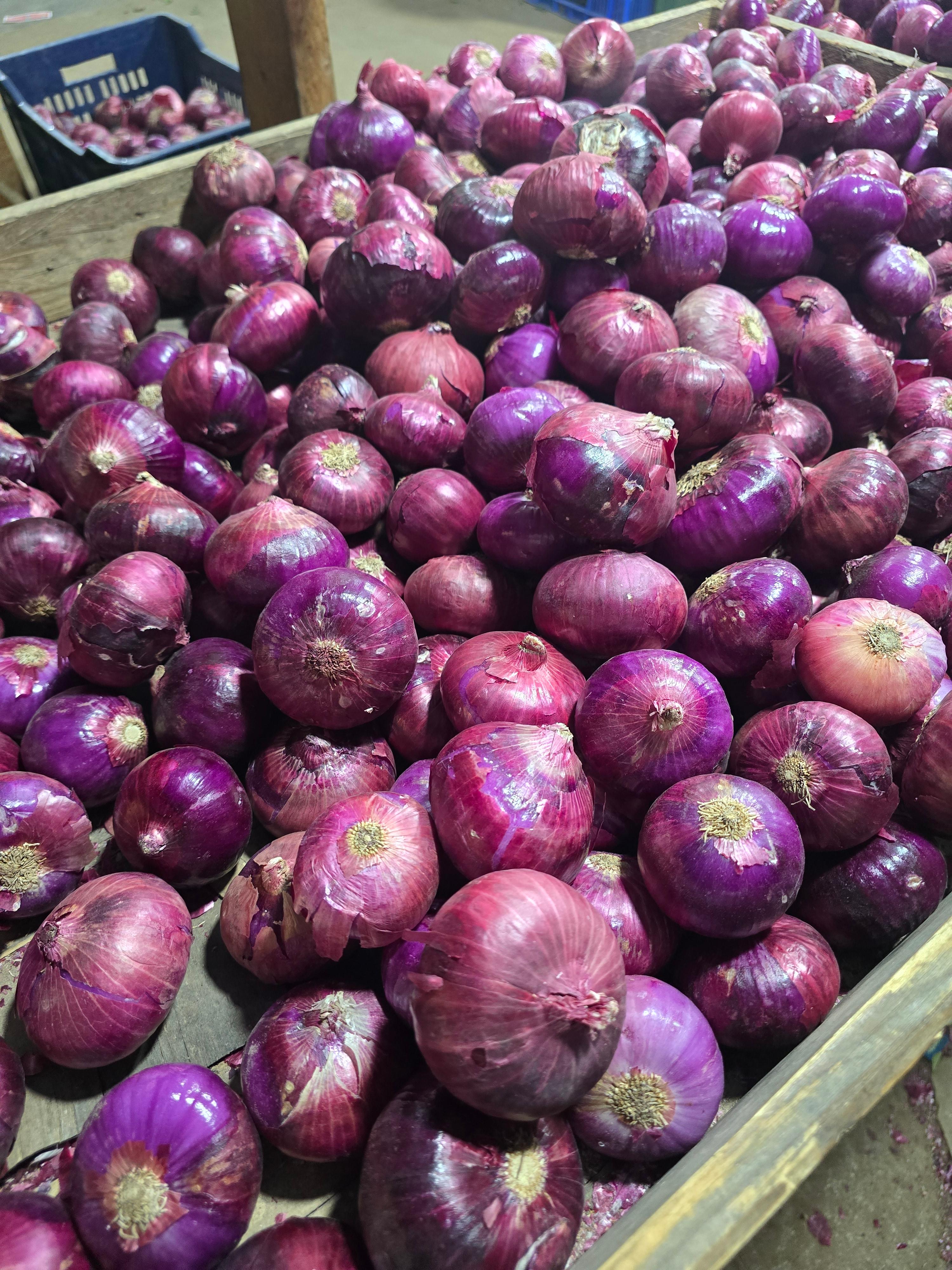 인도 벵갈루루 재래시장&amp;#44; 로컬 마켓 정복하기: KR마켓부터 흥정 팁까지