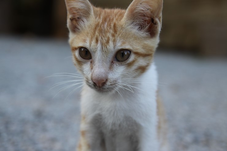 캄보디아 고양이2