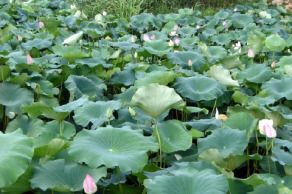 7월 국내 꽃축제 총정리