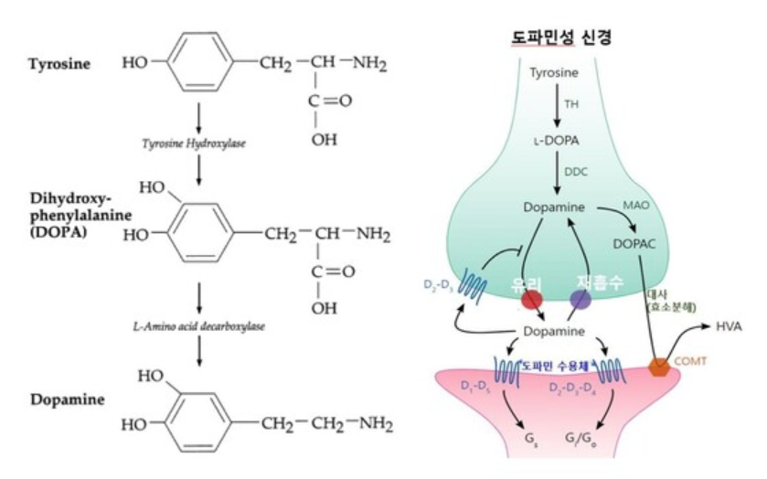 도파민이란?
