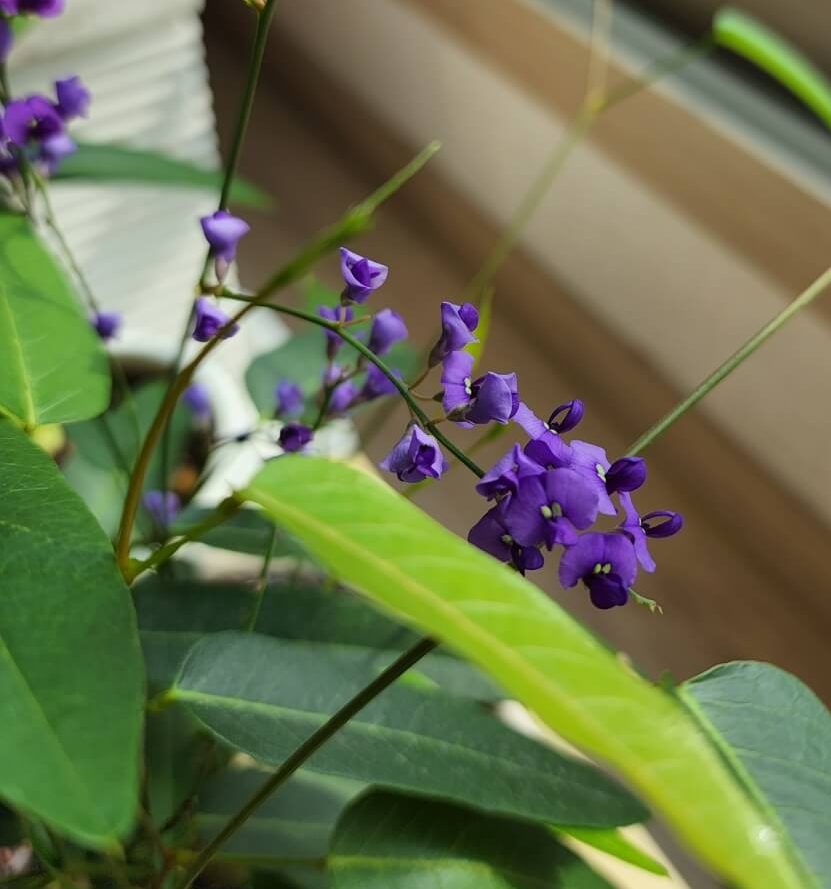 보라색 꽃의 모습