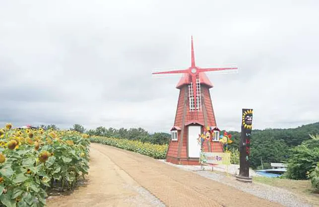 강주해바라기마을