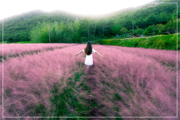 고창 핑크뮬리 축제 이미지/ 출처: 꽃객프로젝트