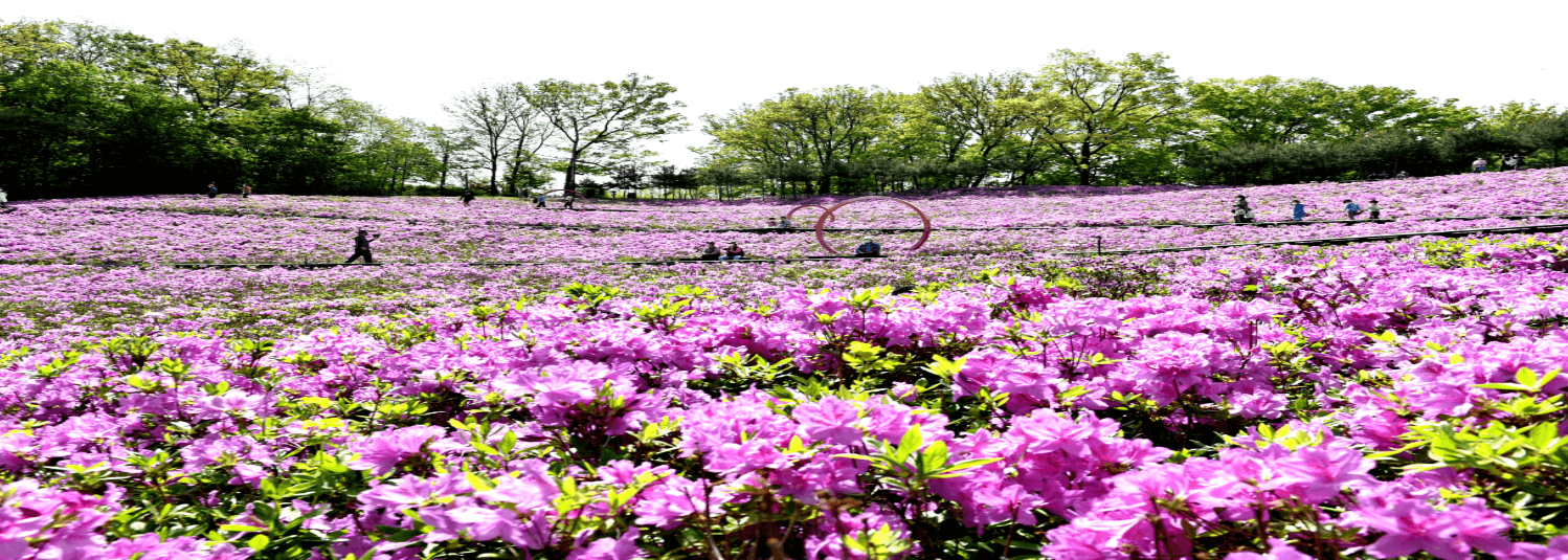 불암산 철쭉 축제