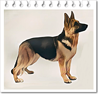 사역견.저먼 셰퍼드 독(German Shepherd Dog)