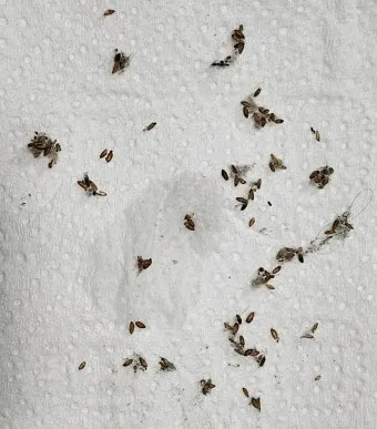 초파리 없애는 방법 효과 만점 초파리 트랩 만들기_7