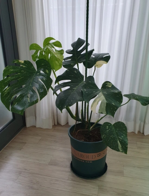 몬스테라 화분