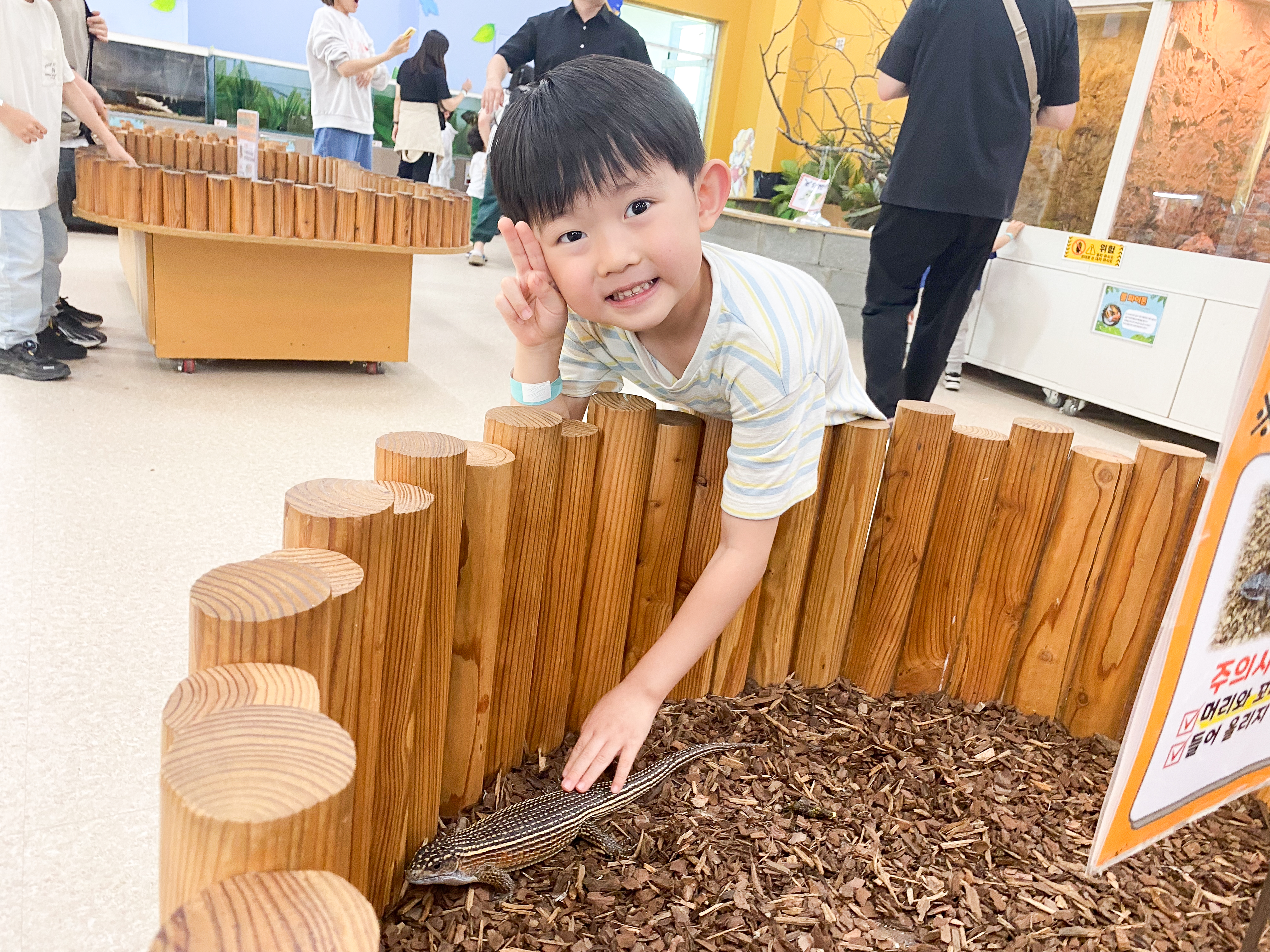 수단 플레이트 리자드 만져보기